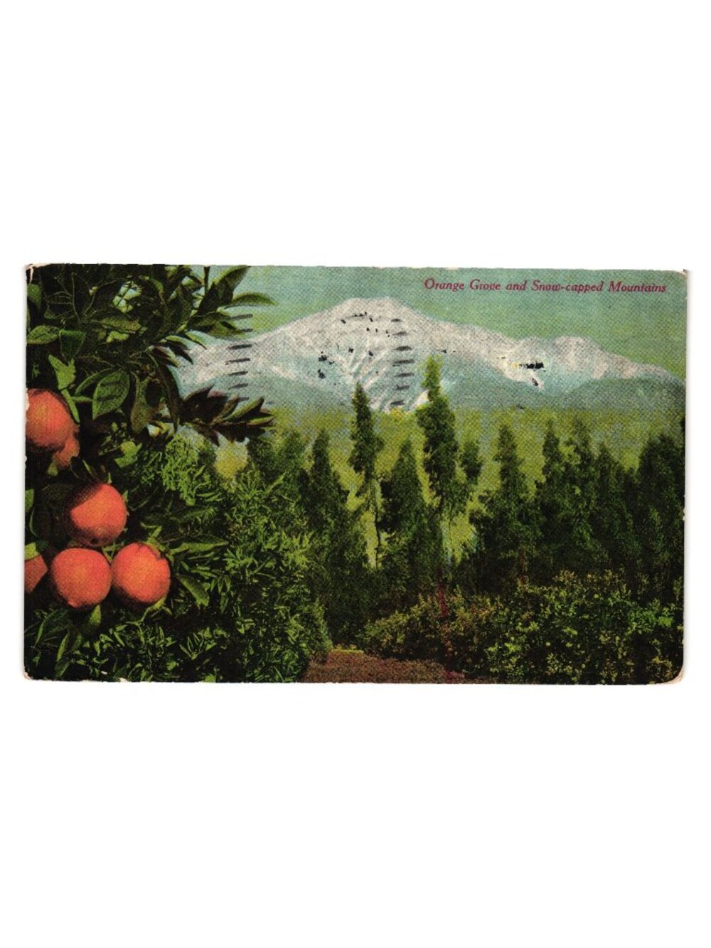 Vintage 1912 Orange Grove Snow Capped Mountains Postcard Written Los Angeles
